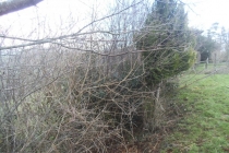 Colly farm