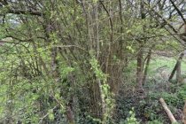 Rampisham,  Mountover March2024