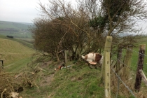 Bellamount Farm 13/14