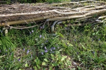 Regrowth from Nov 013 in April18th