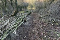 Bulbarrow