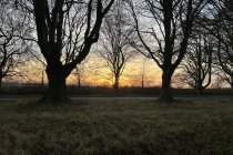 Kingston Lacy, NT Jan 2026