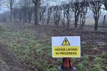Kingston Lacy, NT Jan 2026