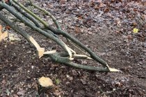 Kingston Lacy, 4 Pleachers from one