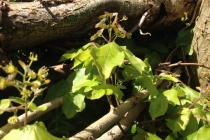 re growth  in Maple from Oct 013- April 014
