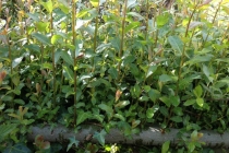 re growth in Willow from Oct 013- April 014