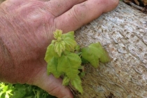 re growth in Maple from Oct 013- April 014